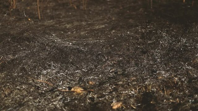 Exture burnt grass. Black background of scorched earth after fire. Aftermath of a devastating forest fire after a very dry spell and a night with many lightning strikes.