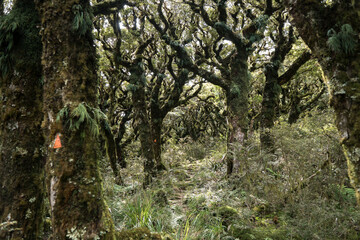 Mossy trees in the Tararua Forest Park, New Zealand