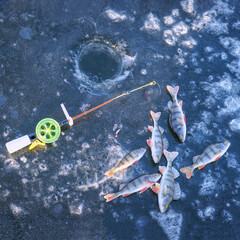 Winter fishing. River perches, Fishing rod for winter fishing and hole in the ice