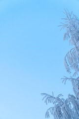 White Christmas frost on the branches of a birch on blue sky background