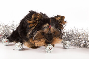 Puppy Yorkshire Terrier on a white background in a New Year's tinsel with silver balls.