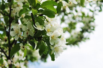 Close-up of white apple blossoms on an apple tree