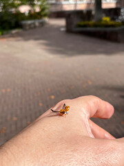 Orange colored lady bug spreading her wings from a man's hand