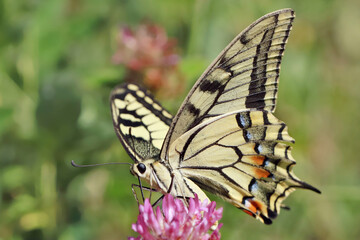 Butterfly Machaon (Papilio machaon) is a day butterfly from the family of sailboats or cavaliers (Papilionidae).