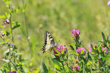 Butterfly Machaon (Papilio machaon) is a day butterfly from the family of sailboats or cavaliers (Papilionidae).
