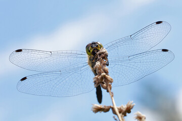 A dragonfly sits on a stalk of flowering grass on a blue sky background.