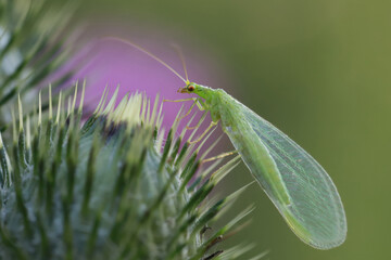A beautiful Lacewing (Chrysopidae) sits on a grass stalk on a dark background. 