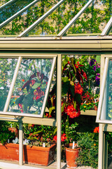 plants in greenhouse