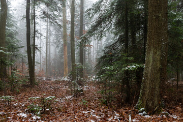 The first snow in the forest. Misty morning in the forest. Świętokrzyskie Poland.