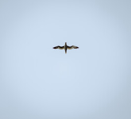 Northern Gannet from bellow in flight