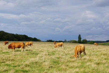 Brown cows grazing in a field with a cloudy sky