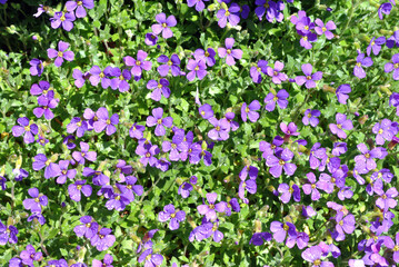 Fototapeta premium Close Up of Small Blue Flowers on Periwinkle Plant 