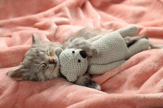 Cute kitten sleeping with toy on soft pink blanket