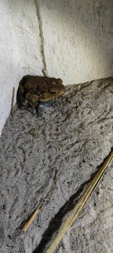 Kr&ouml;te in einem Bunker in J&uuml;tland