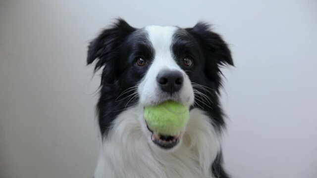 Funny cute puppy dog border collie holding toy ball in mouth isolated on white background. Purebred pet dog with tennis ball wants to playing with owner. Pet activity and animals concept