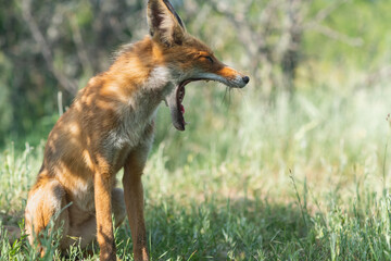 Obraz premium Portrait of a red fox Vulpes vulpes