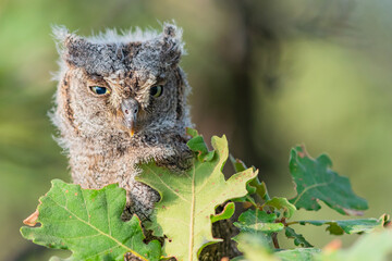 Eurasian scops owl Otus scops, in the wild