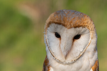 Close up portrait of a barn owl Tyto alba