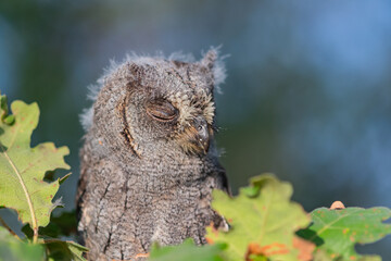 Eurasian scops owl Otus scops, in the wild