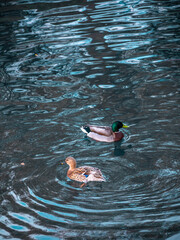 Canards dans l'eau