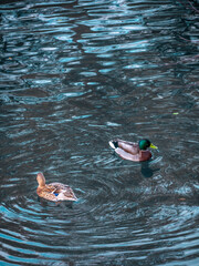 Canards dans un lac