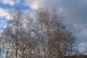Leafless Branches of Birch Trees seen against Cloudy Winter Sky 