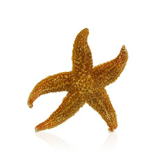 Orange textured starfish on white isolated background. Symbol of the sea, relaxation, beach. Copy...