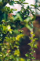 Pé de Acerola com fruto ainda verde / Acerola tree with still unripe fruit