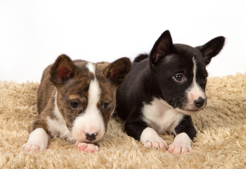 Two Basenji puppies on a white background on a carpet.