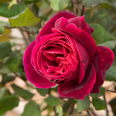 A close up of a big fat red rose