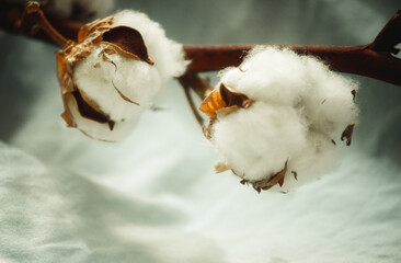 a branch of cotton on a fabric close-up