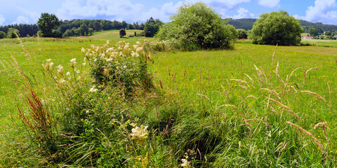 small stream course through a landscape with meadows at sunshine in the region Waldviertel...