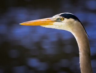 Close up of great blue heron in profile facing left