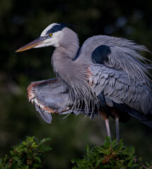 Great Blue heron shakes his fluffy breeding featheers.CR3