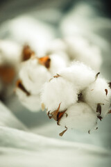 a branch of cotton on a fabric close-up