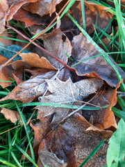 Frozen autumn maple leaves on the grass. Maple leaves covered with hoarfrost.