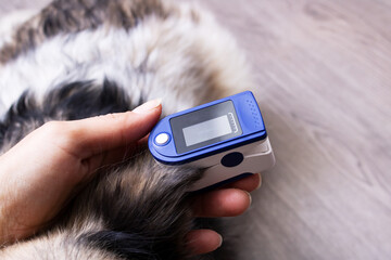 Pulse oximeter on dog's ear, veterinary examination