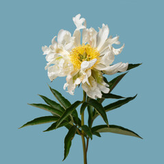 Funny  peony flower not even shape isolated on a blue background.