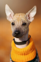 xoloitzcuintle dog in orange sunny autumn park in different poses