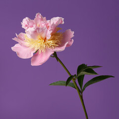 Gentle pink peony flower isolated on a purple background.