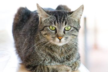 gato na espreita de alguma coisa encarando a lente