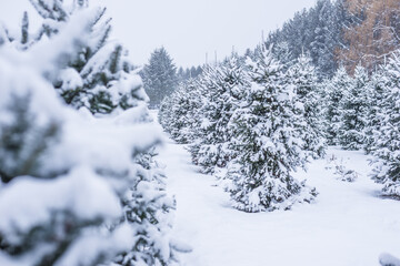 Christmas Tree Farm in Winter