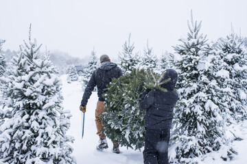 Cutting down a fresh Christmas tree