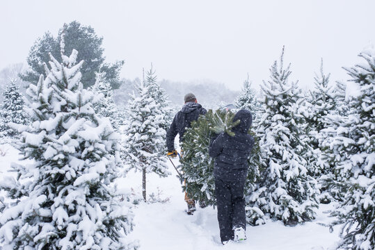 Cutting Down A Fresh Christmas Tree