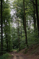 Fototapeta premium Dirt road through the green forest