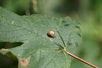 Small snail on a half eaten leaf