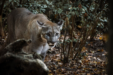 florida panther