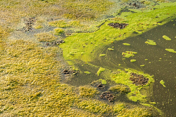 Algenüberwuchertes Wasser in der nördlichen Lagune von Venedig