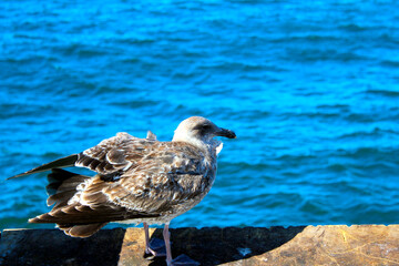 seagull on a pier
