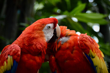 red and yellow macaw